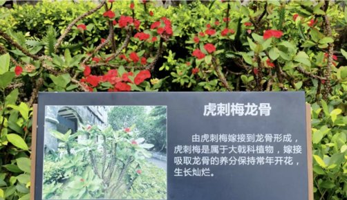 科转随想(4)从虎刺梅龙骨联系到产学研融合