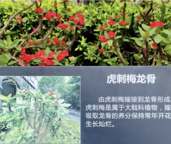 科转随想(4)从虎刺梅龙骨联系到产学研融合